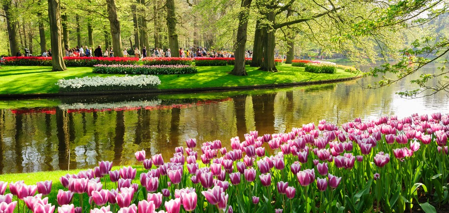 Dutch Delights & Bulbfields