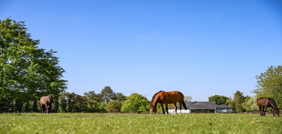 Dublin & Shannon River Cruise