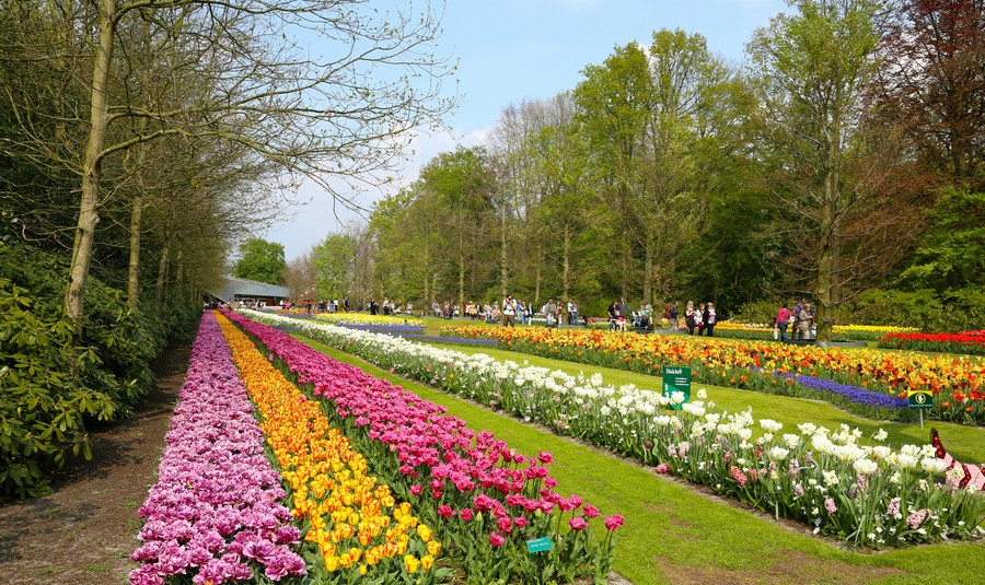 Holland in Bloom